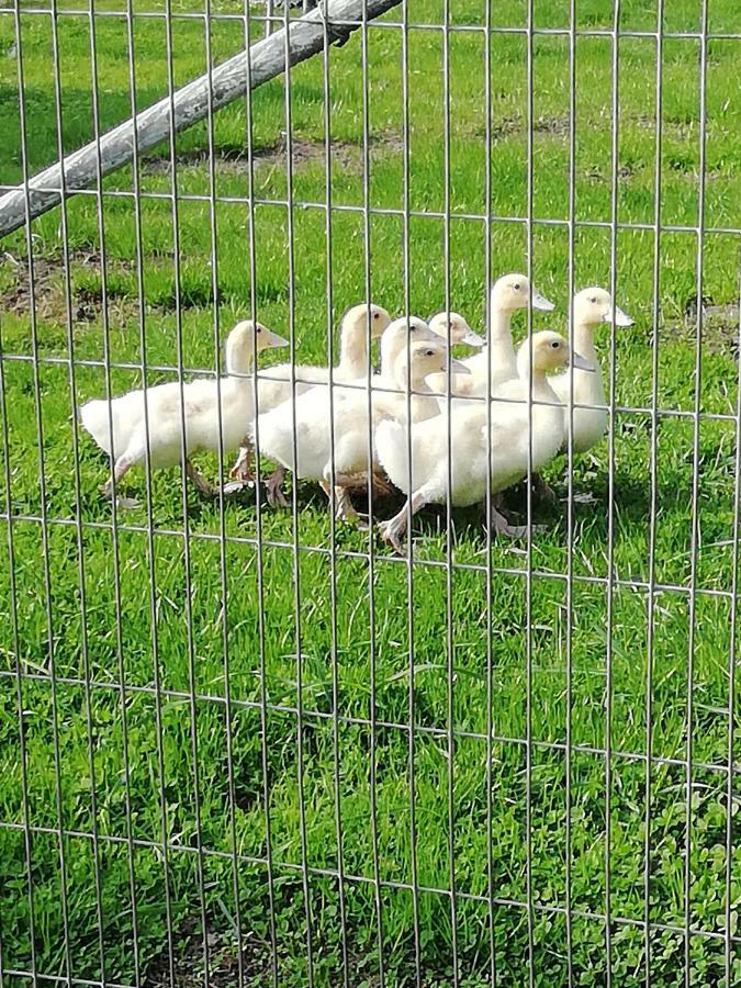 Häuschen Im Grünen *